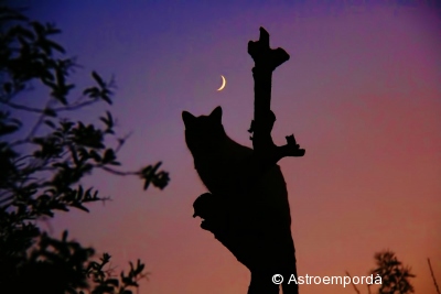 El gat mirant la lluna