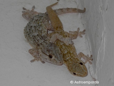 Parella de dragons Parella de dragons