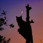El gat mirant la lluna