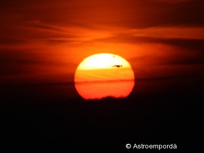 Trànsit de Venus amb ocell 2